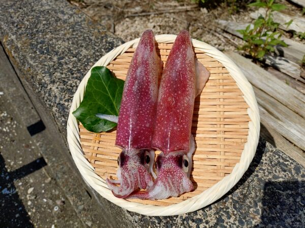 白イカ(小・2本入り）